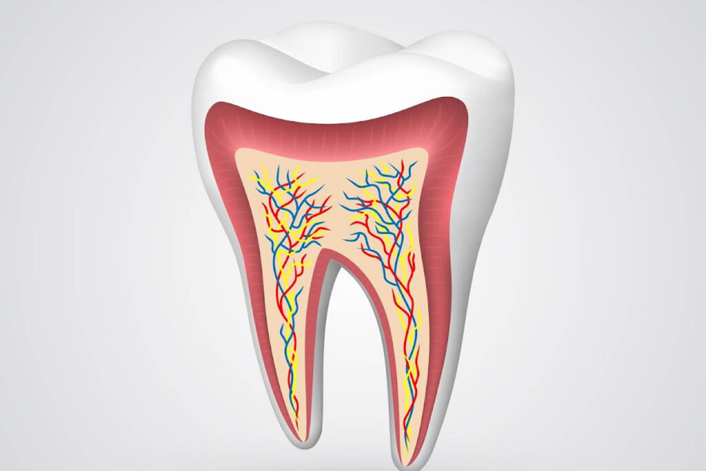 Modern Dentistry of Jupiter | Preparing for a Root Canal: What You Need to Know